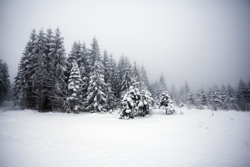 Naklejka premium Foggy winter landscape with firs