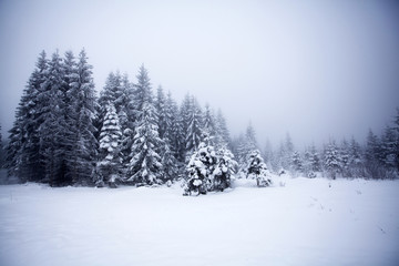 Foggy winter landscape with firs