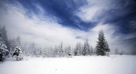 Foggy winter landscape with firs