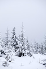 Christmas background with snowy fir trees