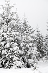 Christmas background with snowy fir trees