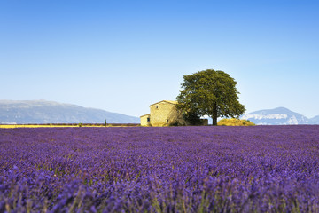 Naklejka na ściany i meble Lavender flowers blooming field, house and tree. Provence, Franc