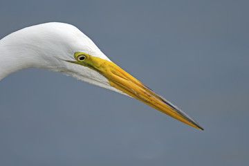 Great Egret