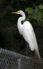 Great Egret