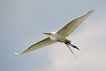 Great Egret in Flight