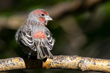 Male House Finch