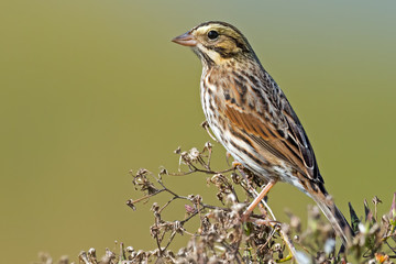 Song Sparrow in a tree