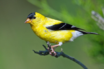 American Goldfinch sitting on branch
