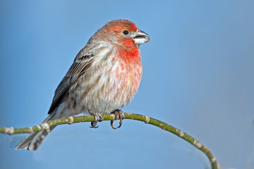 Male House Finch