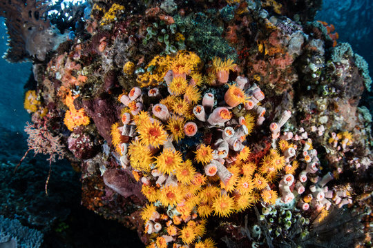 Colorful Yellow Corals in Tropical Pacific