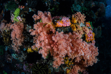 Fototapeta na wymiar Soft Corals Underwater