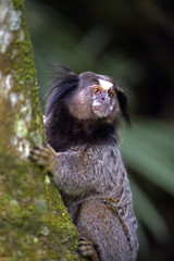 Fototapeta premium Black-tufted marmoset, endemic primate of Brazil