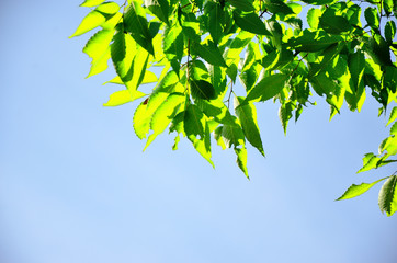 新緑と青空