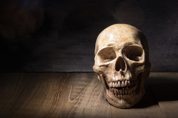 skull still life on wooden board