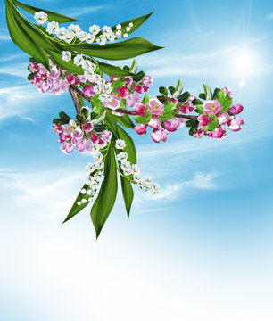 flowering plum and lily of the valley