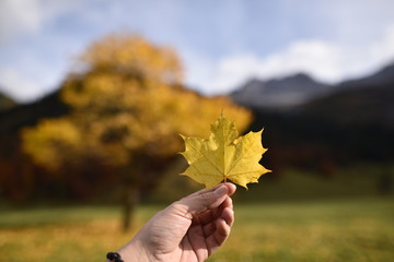 Gelbes Herbstlaub Ahornblätter im Karwendel Hochgebirge Großer Ahornboden