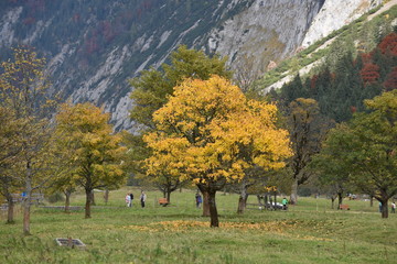 Gelbes Herbstlaub Ahornblätter im Karwendel Hochgebirge Großer Ahornboden