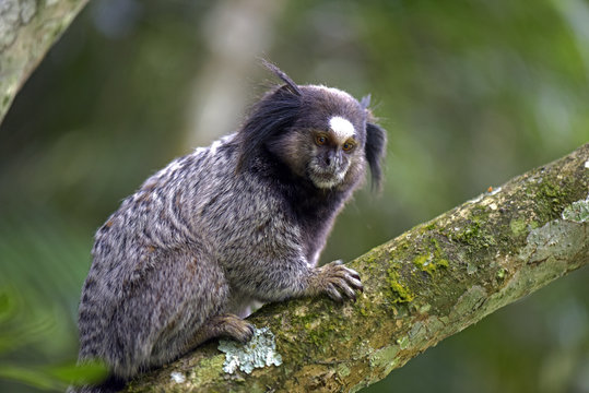 Black-tufted marmoset, endemic primate of Brazil