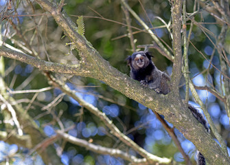 Black-tufted marmoset, endemic primate of Brazil