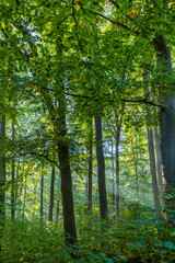 Obraz premium Hütter Wohld