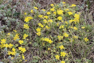 Цветы полевые