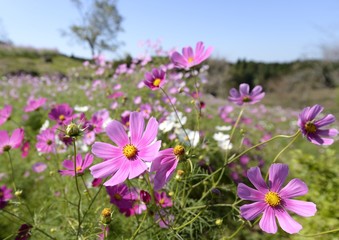 コスモス　