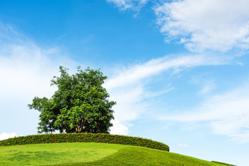 Fototapeta na wymiar One tree on a grassy knoll with blue sky