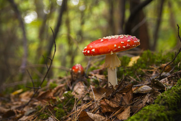 poisonous wild mushroom Amanita muscaria in a forest