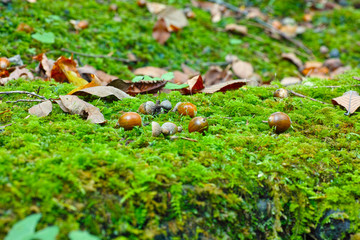 苔の上のクローズアップ