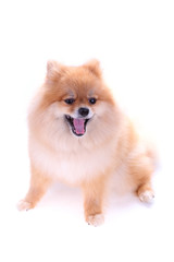 Fototapeta na wymiar brown pomeranian dog isolated on white background, cute pet
