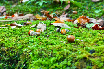 苔の上のクローズアップ