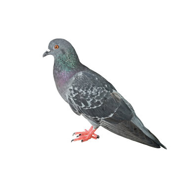 pigeon isolated on white