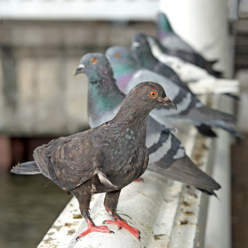 pigeon on balustrade