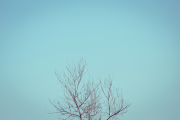 big dry tree white sky background, image used filter vintage