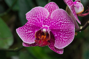 beautiful Orchid flowers in garden

