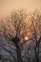 The bird's nest in the sunset 