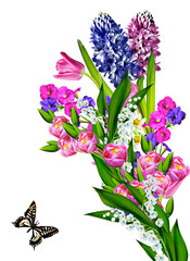 spring flowers tulips isolated on white background.snowdrops flo