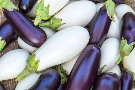 Ripe eggplants