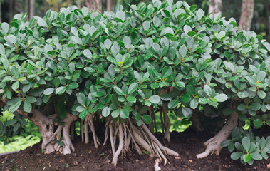 Bonsai tree in a ceramic pot in the garden
