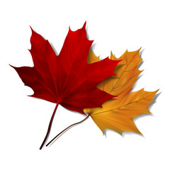 Realistic red maple leaf 
