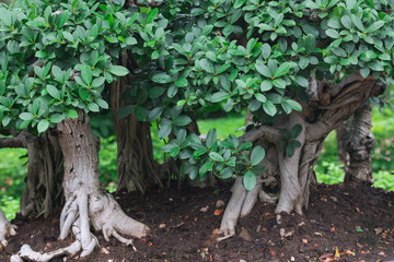 Bonsai tree in a ceramic pot in the garden
