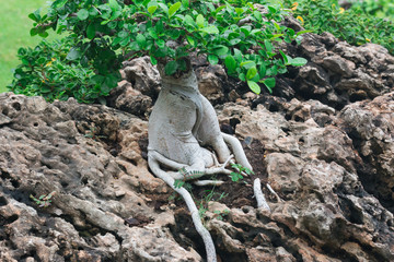 Bonsai tree in a ceramic pot in the garden

