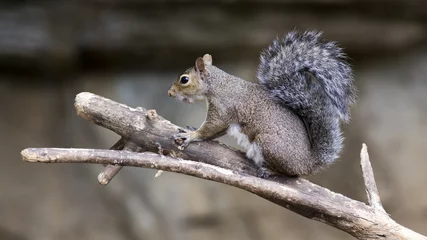 Fototapeten grey squirrel perched on a tree branch © Patrick Rolands
