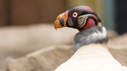 portrait of a colorful king vulture