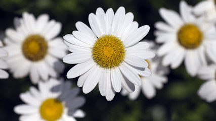 Obraz premium close-up of a white and yellow daisy with other flowers in the background