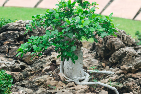 Bonsai tree in a ceramic pot in the garden
