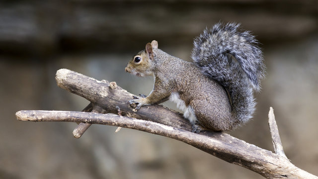 grey squirrel perched on a tree branch