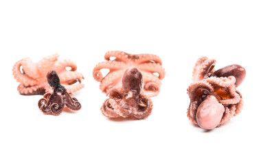 Octopus