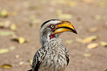 portrait of a Southern Yellow-billed Hornbill