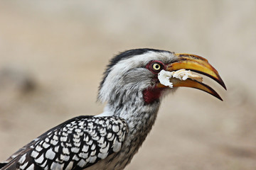 portrait of a Southern Yellow-billed Hornbill eating